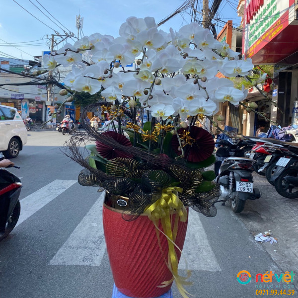 Chậu lan hồ điệp trắng tài lộc