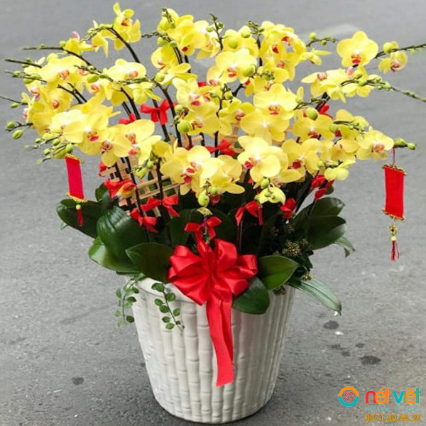 Lan hồ điệp là món quà ý nghĩa tặng sếp