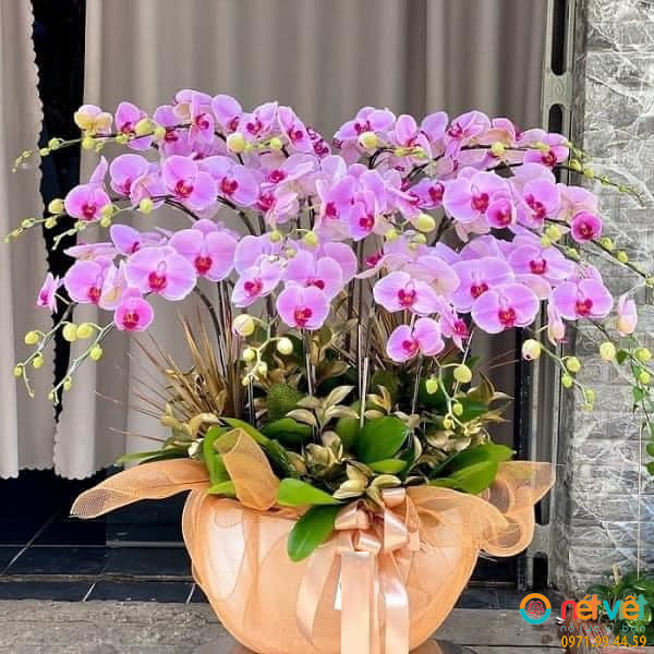 Chậu hồ điệp hồng sự lãng mạn và nữ tính 12 cành