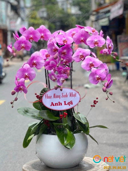 Chậu hoa lan 6 cành màu hồng biểu tượng mong muốn có được niềm đam mê, sự mạnh mẽ