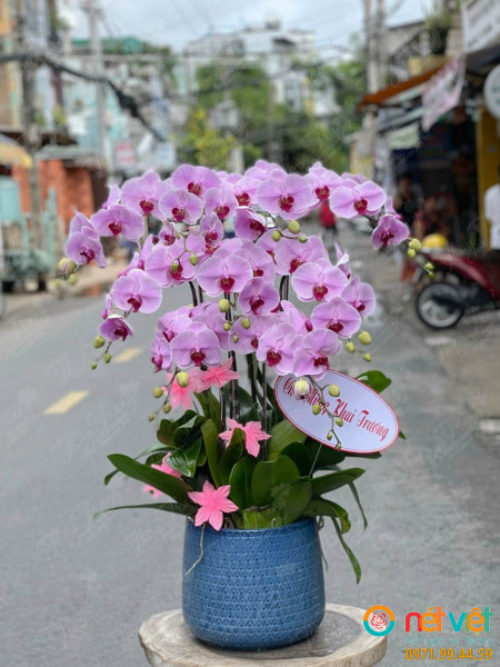 Chậu lan hồ điệp hồng 10 cành mang ý nghĩa về một khởi đầu hoàn hảo và vẹn toàn