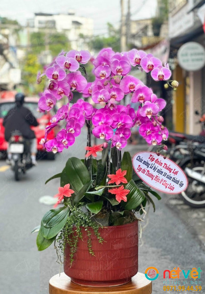Chậu lan hồ điệp hồng 10 canh là biểu tượng của sự suôn sẻ, mọi chuyện đều diễn ra như mong ước của con người trong cuộc sống