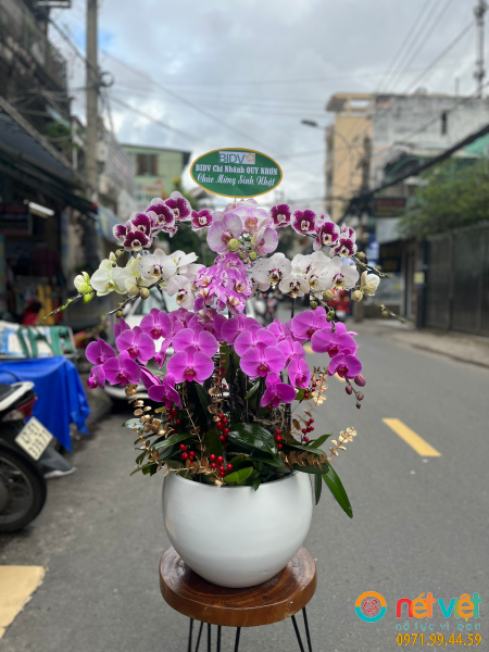 Chậu lan hồ điệp 15 cành thể hiện cho sự phúc, sự thọ, đại diện cho điều duy nhất, quyền lực trong con đường sự nghiệp, công việc luôn theo chiều hướng tích cực