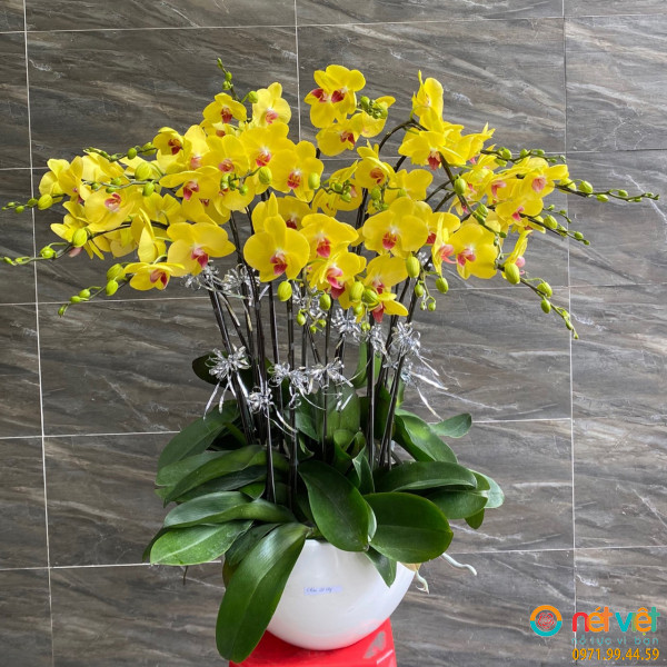 Bình hoa chúc mừng sự ấm áp ngập tràn hạnh phúc 12 cành