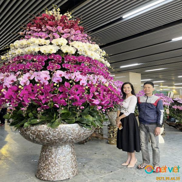Chậu lan hồ điệp ý nghĩa về một khởi đầu hoàn hảo và vẹn toàn