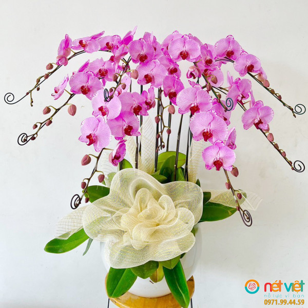 Hoa lan hồ điệp quận 10