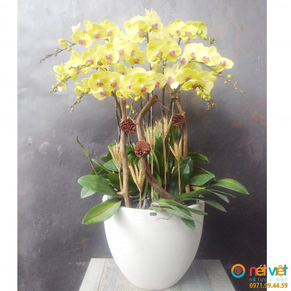 Chậu lan hồ điệp 10 cành mang ý nghĩa hạnh phúc, phúc lộc đầy nhà, viên mãn và thịnh vượng.