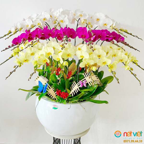Hoa lan hồ điệp quận 10