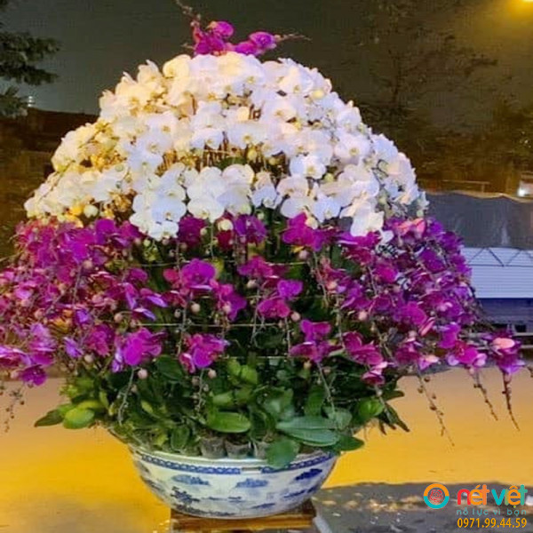 Chậu lan hồ điệp đẹp lớn