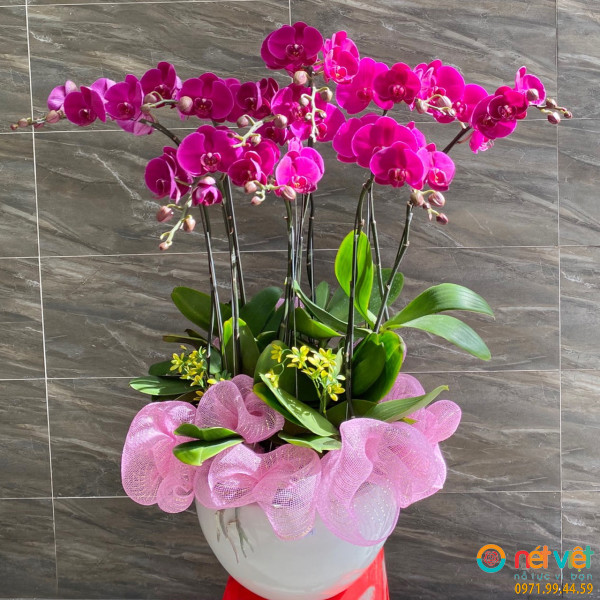 Hoa chúc mừng giáng sinh 07 cành