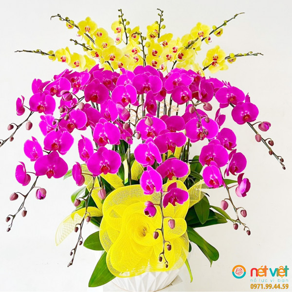 Hoa lan hồ điệp quận 10