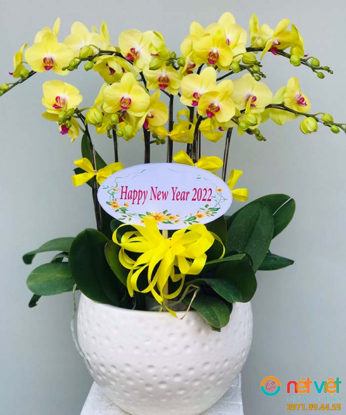 Lan Ho Diep Vang 8 Canh