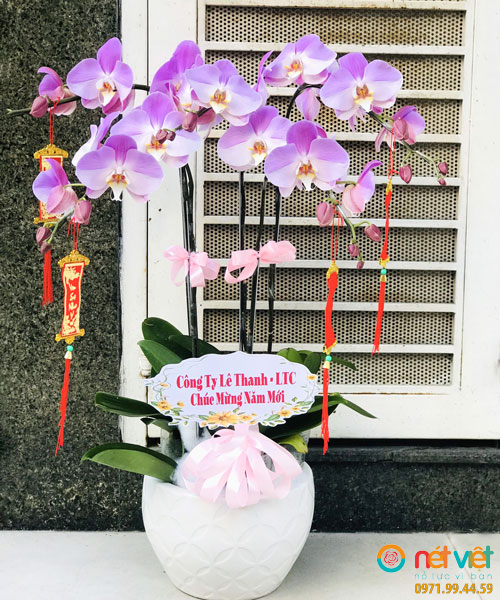 Chậu Lan Hồ Điệp 5 Cành Tím