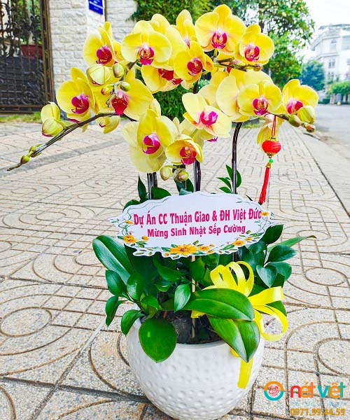 Hoa Lan Hồ Điệp Màu Vàng 5 Cành