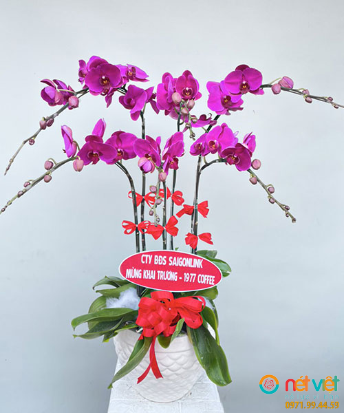 Lan Hồ Điệp Tím Đậm 6 Cành