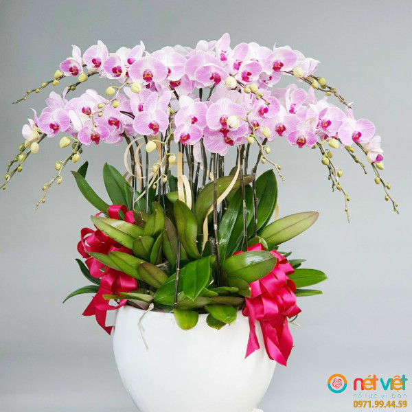 Chậu lan hồ điệp hồng 15 cành chúc thuận buồm xuôi gió, bình an vô sự