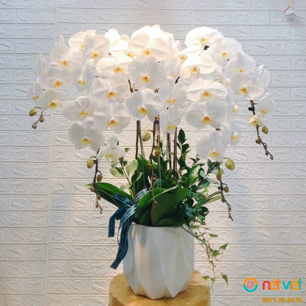 Lan hồ điệp mini trắng sang trọng thuần khuyết