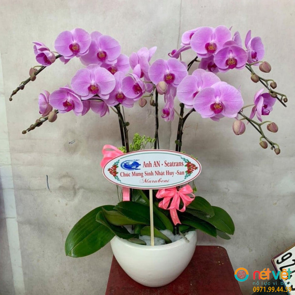 Chậu lan hồ điệp Mãn Thiên Hồng 5 cành