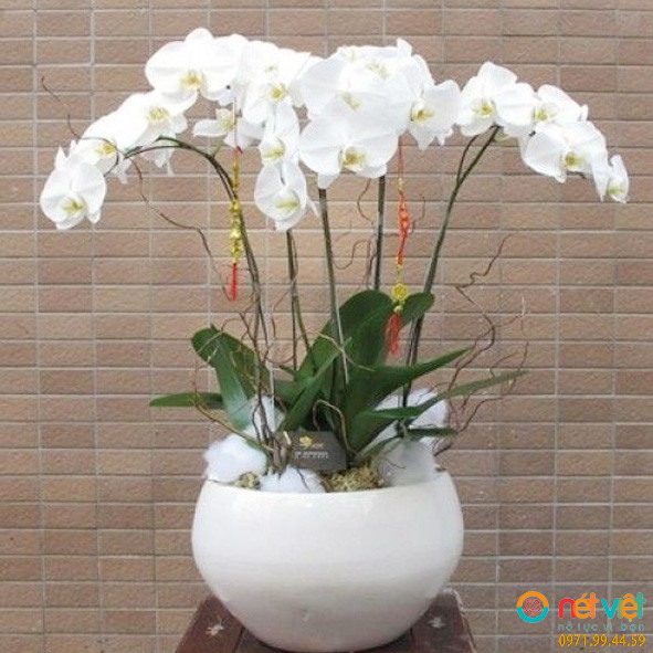 Hoa Lan Hồ Điệp trắng còn đại diện cho một sự khởi đầu mới đầy suôn sẻ