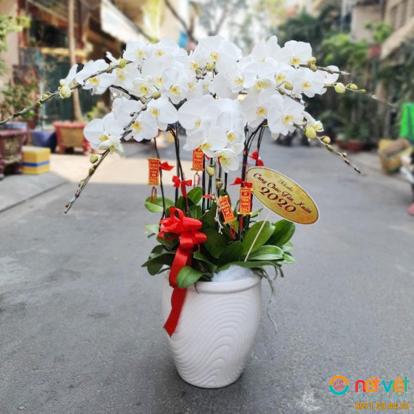 Chậu lan hồ điệp trắng 09 cành chúc gia đình có một năm mới tràn đầy niềm vui, sức khỏe, hạnh phúc!