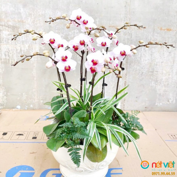 Hộp lan hồ điệp hồng 07 cành chúc làm ăn phát tài, vạn sự đại cát.