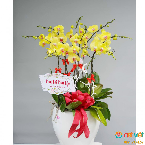 Chậu lan hồ điệp vàng 8 cành chúc một ngày mới vui vẻ , tràn đầy sức xuân , tươi mới