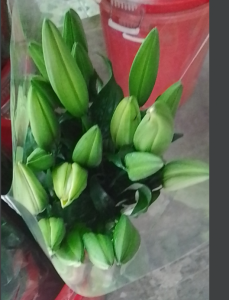 Hoa ly vàng búp Quận 7 Thành phố Hồ Chí Minh