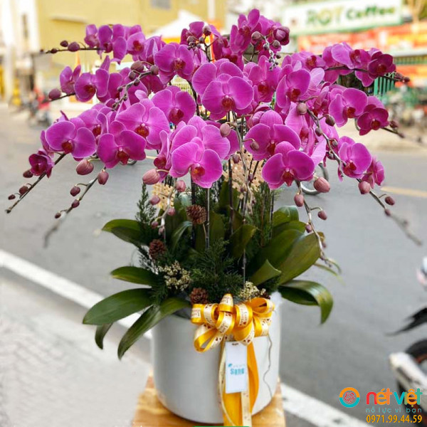 Chậu hoa lan hồ điệp 14 cành lan tím mang đến ý nghĩa cho sự phát tài phát lộc