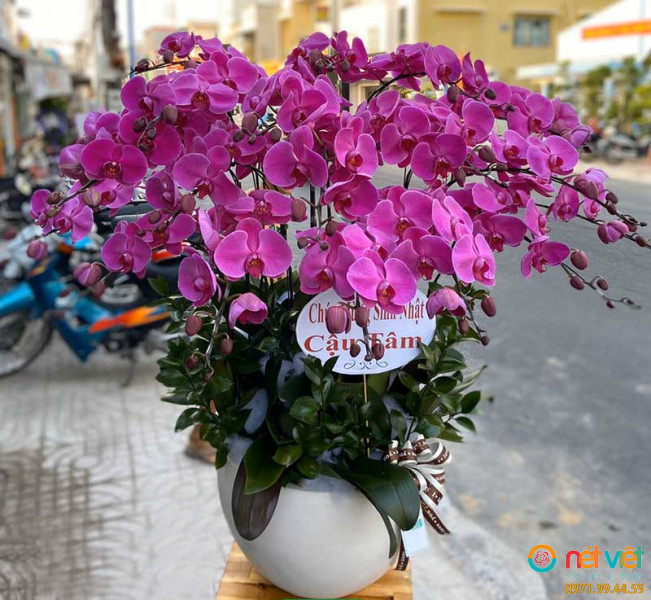 Chậu hoa lan hồ điệp 30 cành lan tím có thiết kế đẹp, sang trọng phù hợp tặng sinh nhật, khai trương, chúc mừng ý nghĩa gửi đến người thân, bạn bè và đối tác