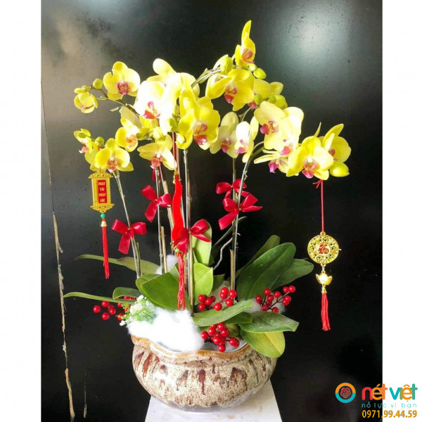 Cửa hàng hoa lan quận 3 bền tươi lâu 05 cành