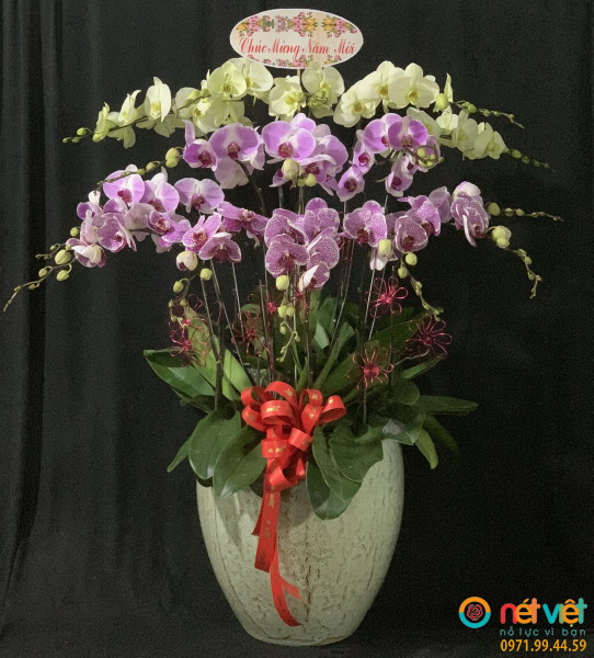Hoa lan chúc mừng năm mới(15 cây)