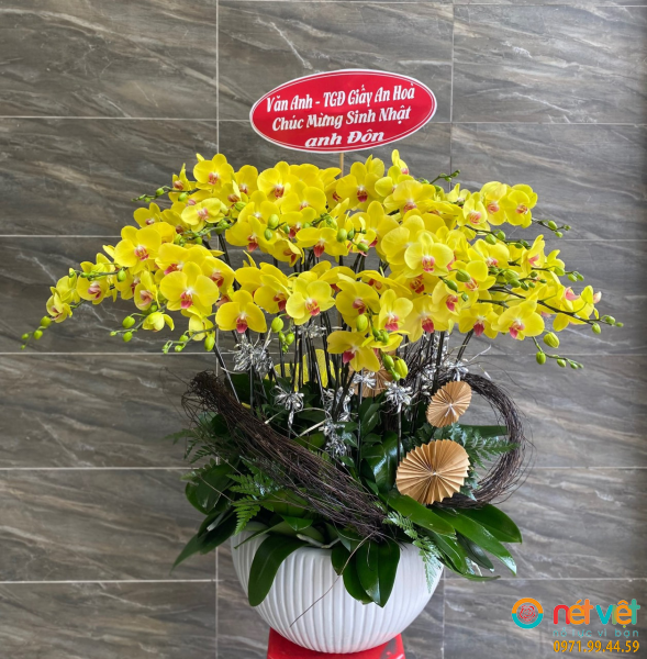 Chậu lan hồ điệp 20 cành